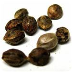 Семена марихуаны АК-47  (Seeds AK-47) в Чухломе